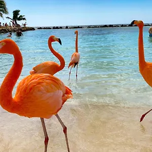 Casa de hóspedes Yoyita Aruba (adults Only), Palm Beach